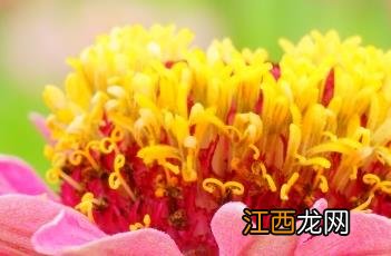 百日菊的种植方法和注意事项 百日菊