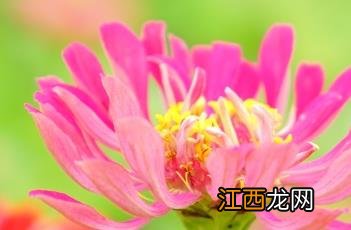 百日菊的种植方法和注意事项 百日菊