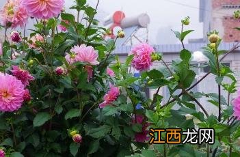 大丽花案件 大丽花