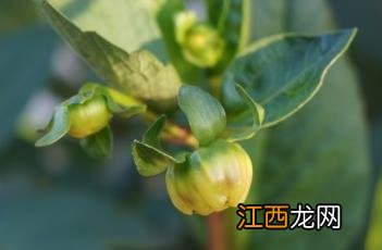 大丽花案件 大丽花