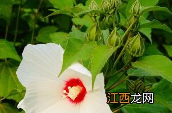 芙蓉葵什么时候开花 芙蓉葵