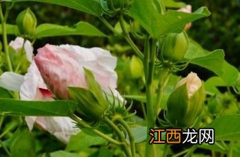 芙蓉葵什么时候开花 芙蓉葵