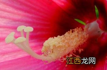 芙蓉葵什么时候开花 芙蓉葵