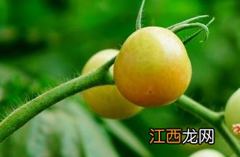 番茄小说网 番茄