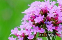 柳叶马鞭草 柳叶马鞭草花语