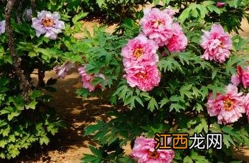 牡丹花怎样种植和养护 牡丹