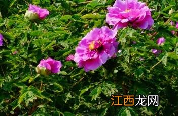 牡丹花怎样种植和养护 牡丹