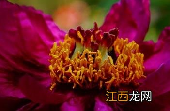 牡丹花怎样种植和养护 牡丹