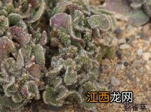 木耳掌 木耳掌开花图片