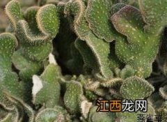 木耳掌 木耳掌开花图片