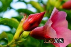 歌曲红蝉花 红蝉花