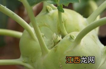 苤蓝 苤蓝菜怎么做才好吃