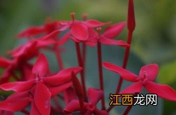 龙船花冬天叶子全枯萎了 龙船花