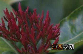 龙船花冬天叶子全枯萎了 龙船花