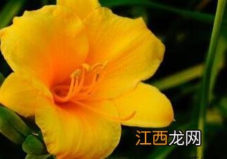 萱草 萱草花