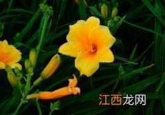 萱草 萱草花