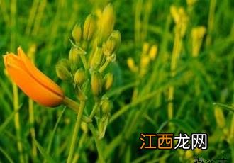 萱草 萱草花