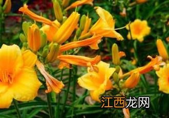 萱草 萱草花