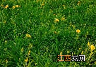 萱草 萱草花