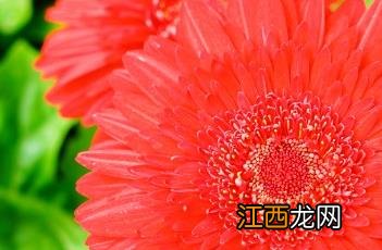 非洲菊花语象征与寓意 非洲菊