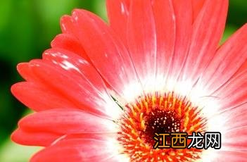 非洲菊花语象征与寓意 非洲菊