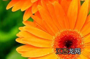 非洲菊花语象征与寓意 非洲菊