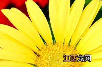 非洲菊花语象征与寓意 非洲菊