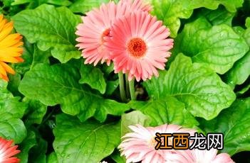 非洲菊花语象征与寓意 非洲菊