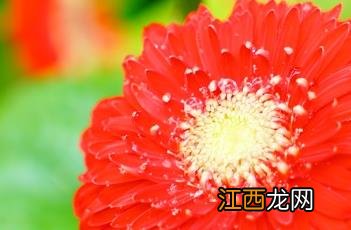 非洲菊花语象征与寓意 非洲菊