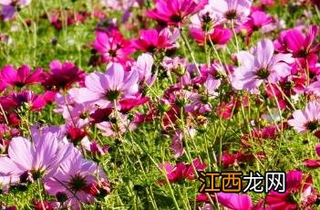 格桑花歌曲 格桑花