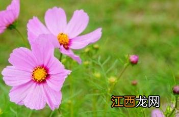 格桑花歌曲 格桑花