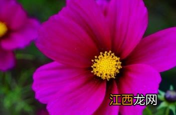 格桑花歌曲 格桑花