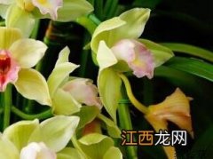 大花蕙兰 大花蕙兰花苞变黄掉落