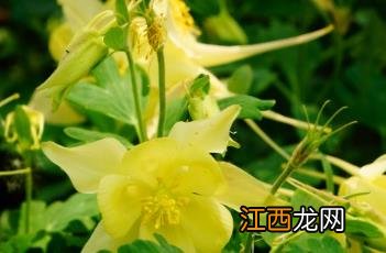 耧斗菜图片 耧斗菜