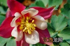 耧斗菜图片 耧斗菜