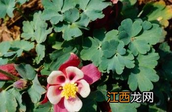 耧斗菜图片 耧斗菜