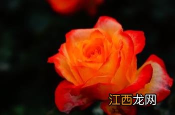 月季花几月份开花 月季花