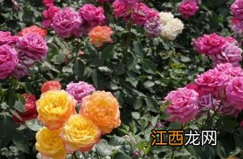 月季花几月份开花 月季花