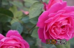 月季花几月份开花 月季花