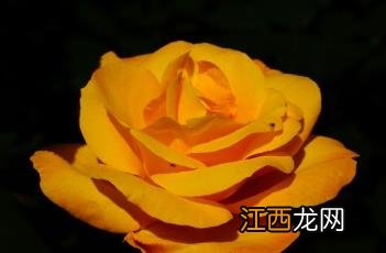 月季花几月份开花 月季花