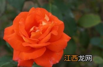 月季花几月份开花 月季花