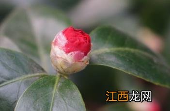 山茶 山茶花的花语和寓意