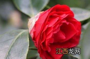 山茶 山茶花的花语和寓意