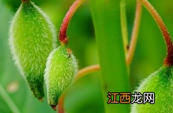 凤仙花的养殖方法和注意事项 凤仙花