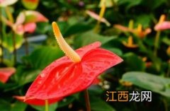 红掌花为啥不吉利 红掌