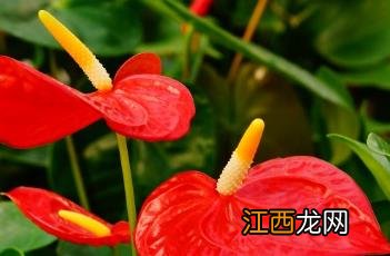 红掌花为啥不吉利 红掌