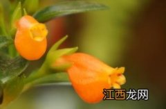 袋鼠花 袋鼠花图片大全