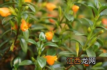 袋鼠花 袋鼠花图片大全