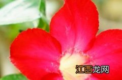 黄蝉花 黄蝉花花语