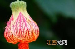 金铃花的寓意 金铃花